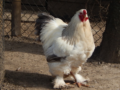 Waden Ik heb een Engelse les Verbaasd columbia zwart/blauw - Brahma kippen Van Rompaey