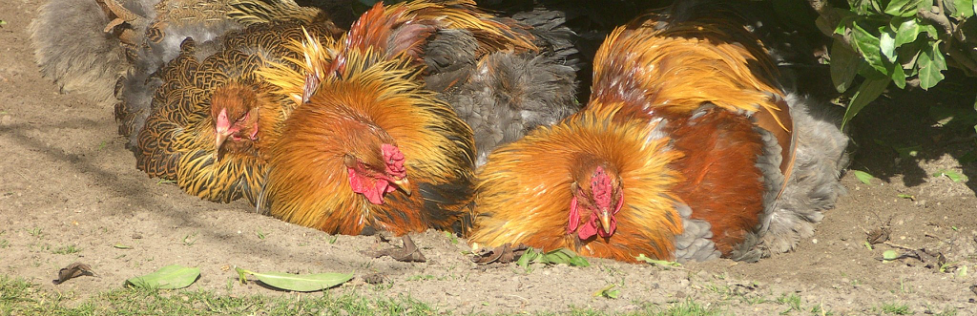 levering aan huis Gevangene Gewond raken Te koop - Brahma kippen Van Rompaey